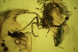 Detailed Fossil Flies, Spider And Beetle In Baltic Amber #90807-2